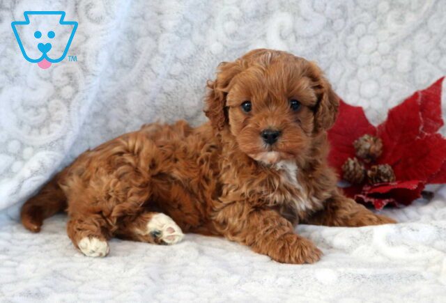Eve Cavapoo2 image