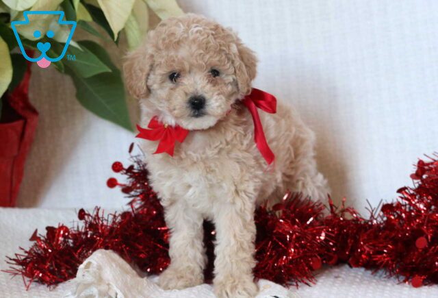 Eve Mini Goldendoodle image