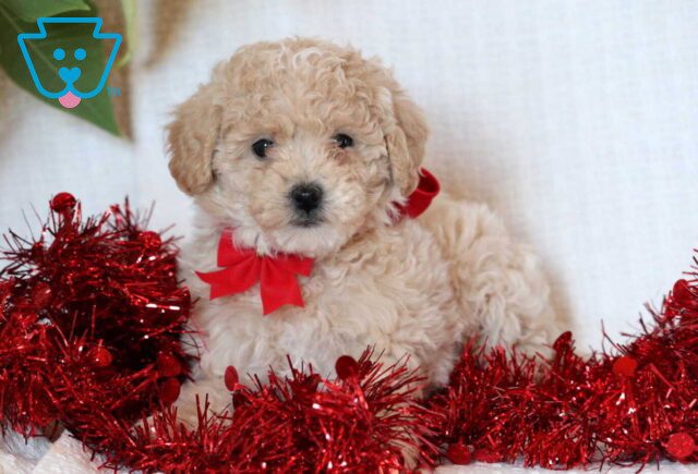 Eve Mini Goldendoodle2 image