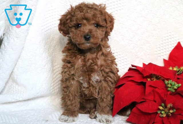 Farrah Mini Poodle image