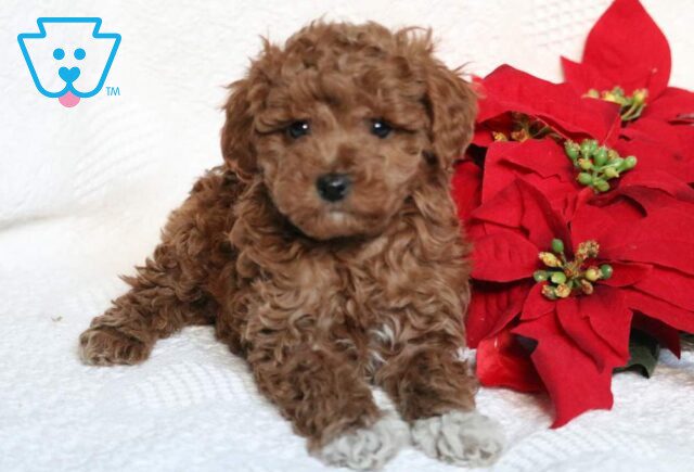 Farrah Mini Poodle2 image