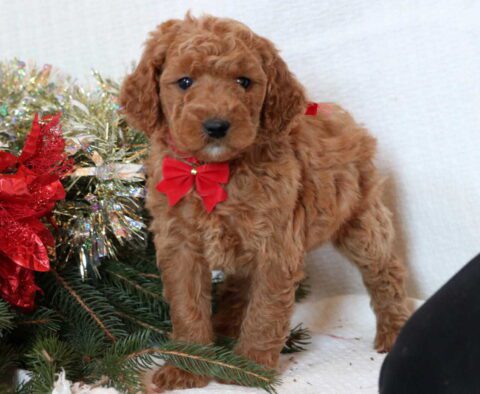 Fay Mini Goldendoodle