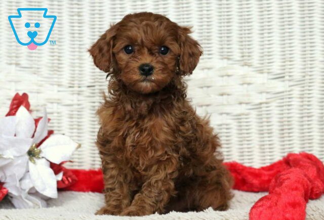Fern Cavapoo image