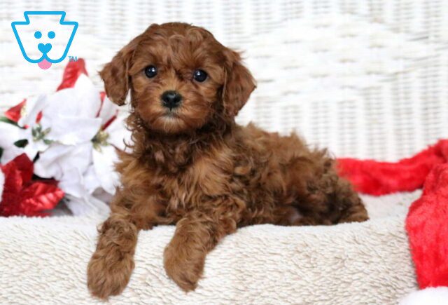 Fern Cavapoo2 image