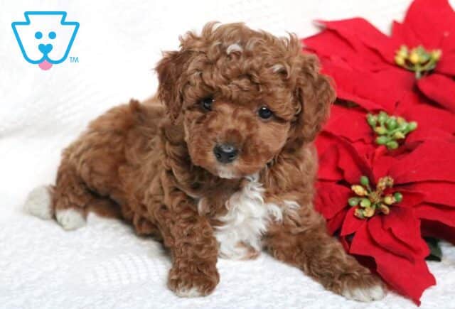Fifi Mini Poodle image