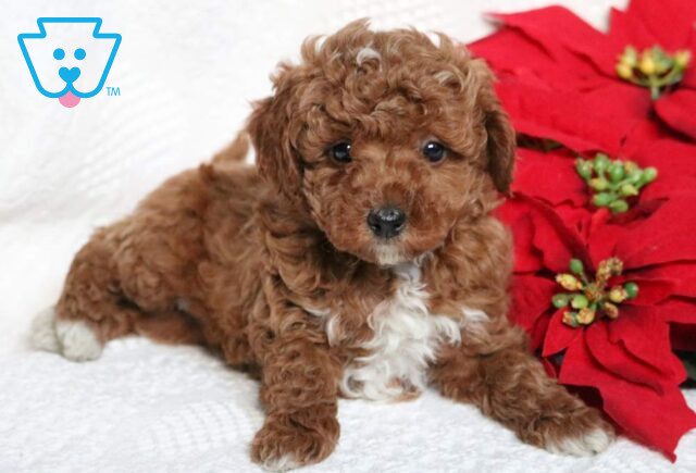 Fifi Mini Poodle2 image