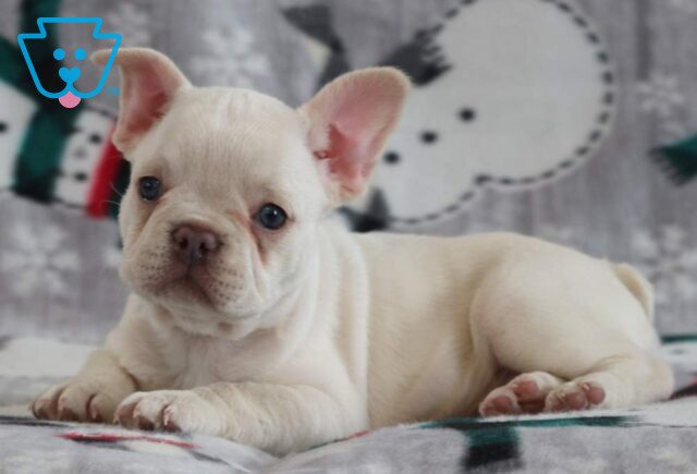 Flicka French Bulldog image