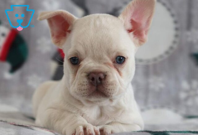 Flicka French Bulldog2 image