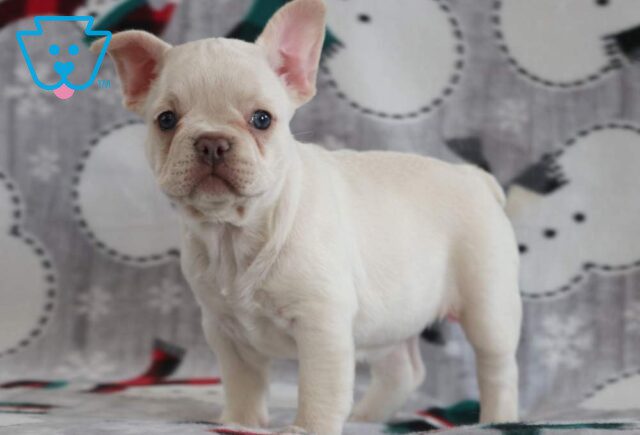 Flicka French Bulldog3 image