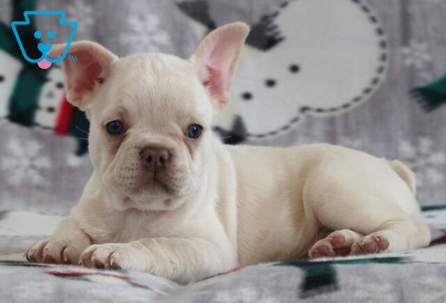 Flicka French Bulldog4 image