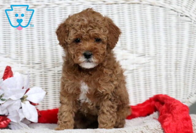 Flora Cavapoo image
