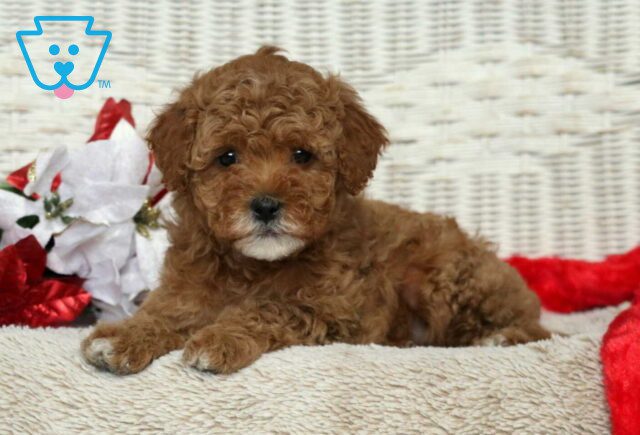 Flora Cavapoo2 image