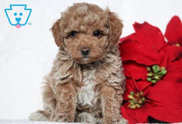 Franklin Mini Poodle image