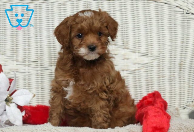 Franky Cavapoo image