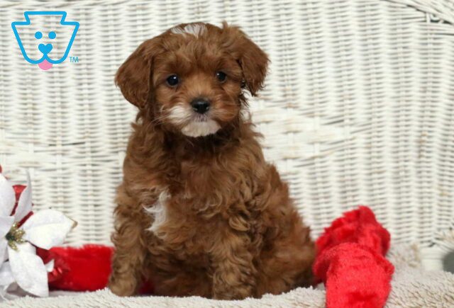 Franky Cavapoo2 image