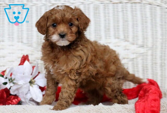 Franky Cavapoo3 image
