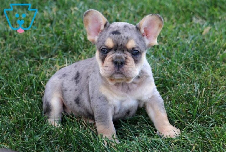 French Bulldog puppy