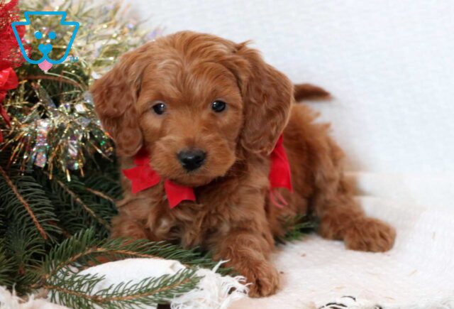 Frogger Mini Goldendoodle image