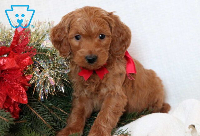 Frogger Mini Goldendoodle2 image