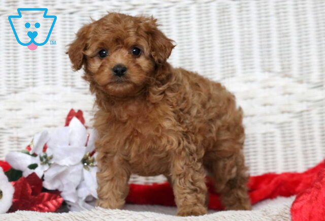Furby Cavapoo image