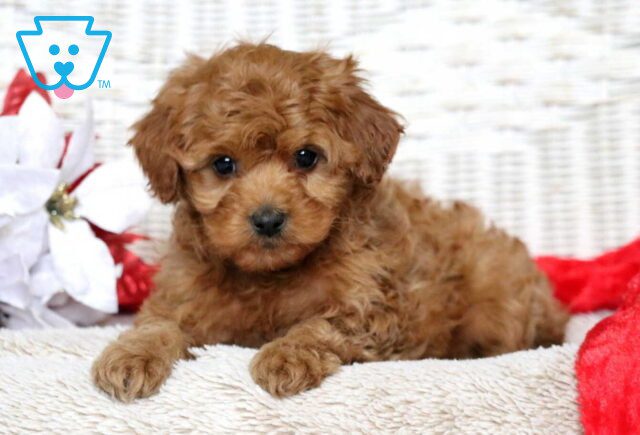 Furby Cavapoo2 image