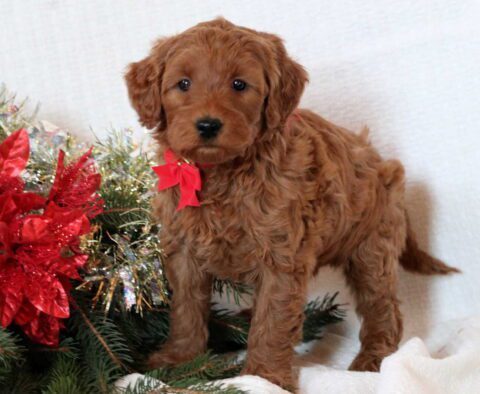 Furby Mini GOldendoodle