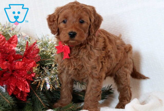 Furby Mini GOldendoodle image