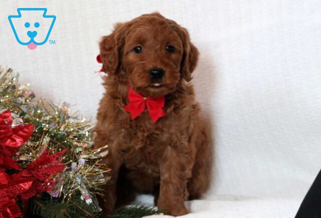 Furby Mini GOldendoodle2 image
