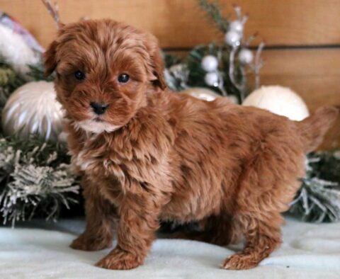 Garett Mini Goldendoodle