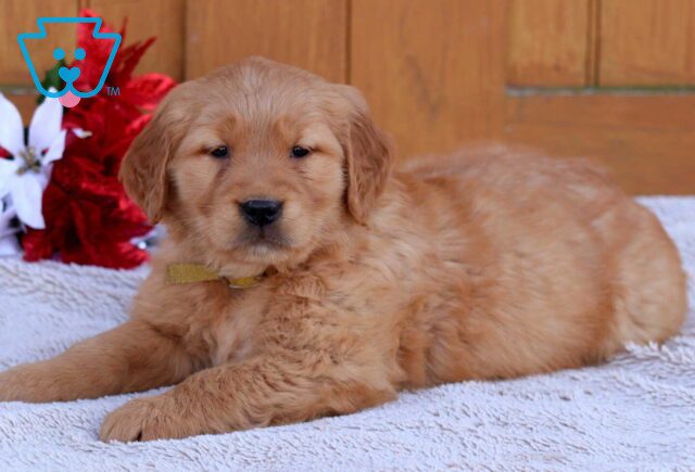 Ginny Golden2 image