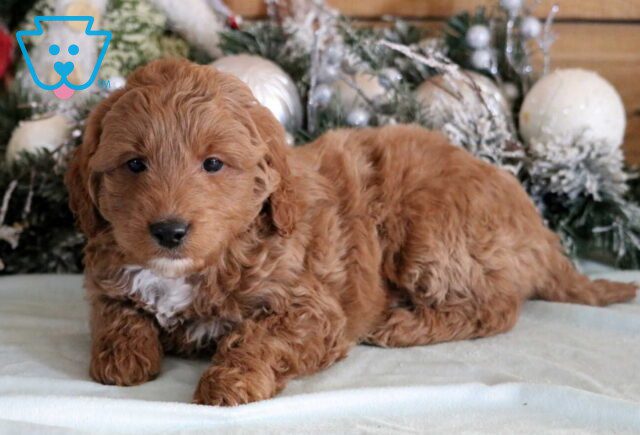 Gunther Mini Goldendoodle image
