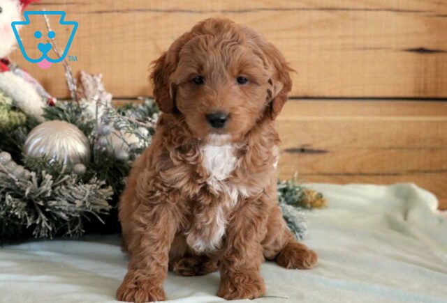 Gunther Mini Goldendoodle2 image