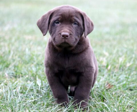 Handsome Chocolate Lab