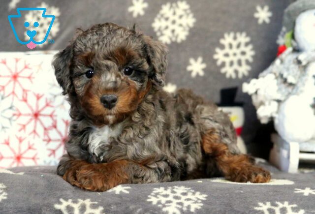 Harley Mini Poodle image