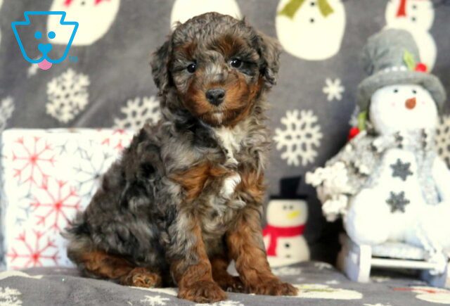 Harley Mini Poodle2 image