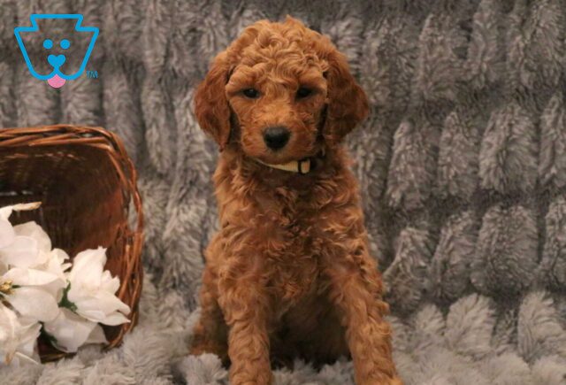 Harper Mini Goldendoodle image