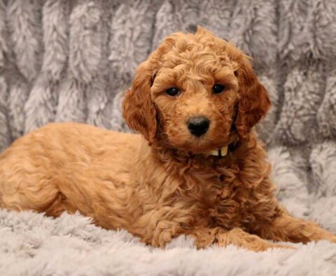 Harper Mini Goldendoodle2