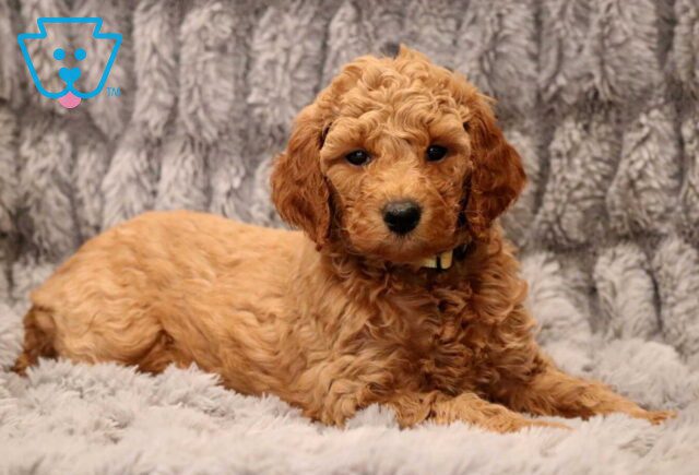 Harper Mini Goldendoodle2 image