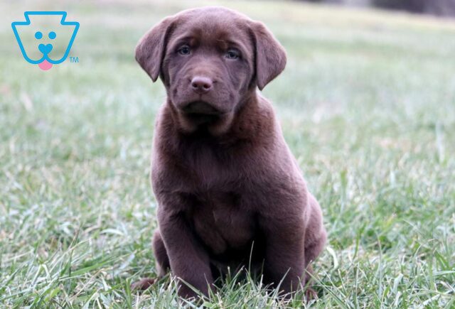 Harvey Chocolate Lab image