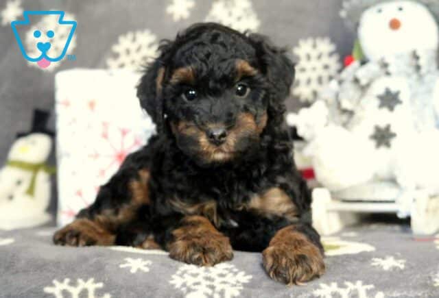 Hayden Mini Poodle image