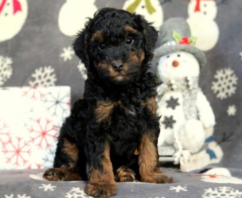 Hayden Mini Poodle2