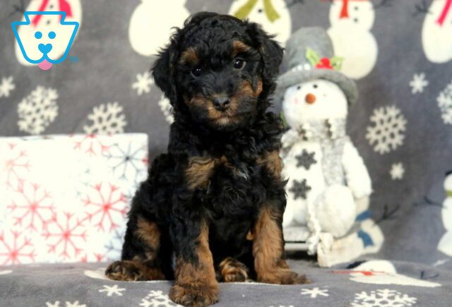 Hayden Mini Poodle2 image