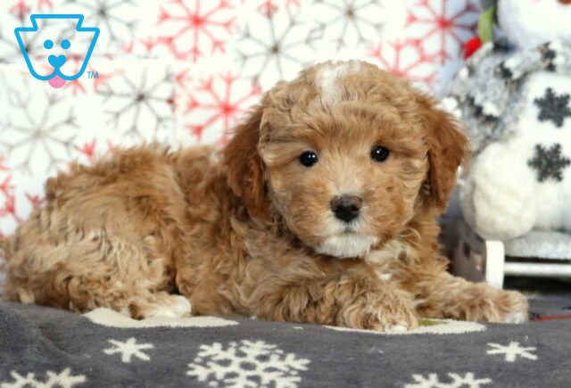 Hazel Mini Poodle image