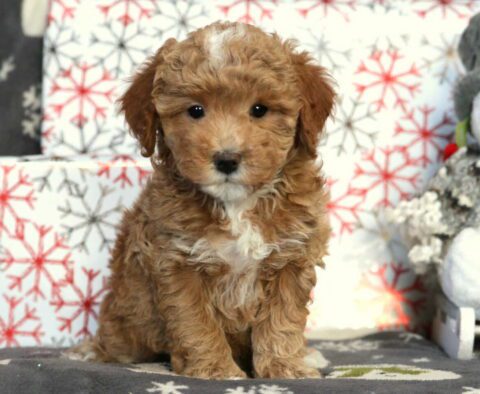 Hazel Mini Poodle2