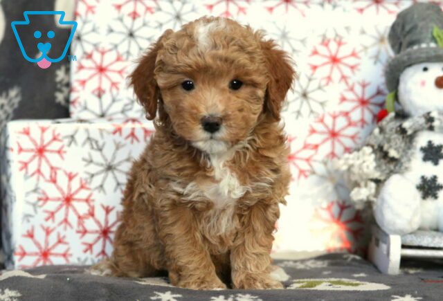 Hazel Mini Poodle2 image