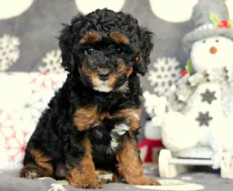 Heidi Mini Poodle2