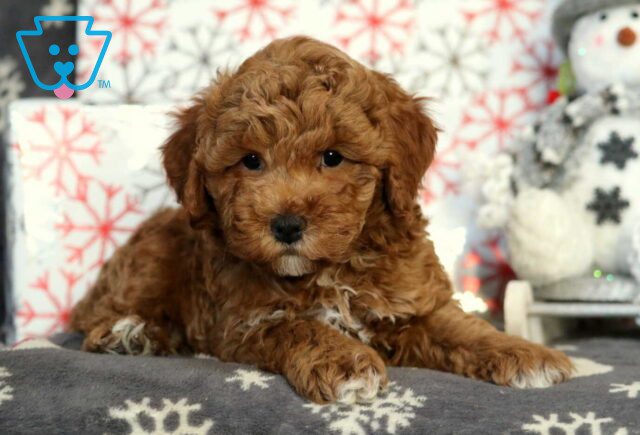 Henry Mini Poodle image