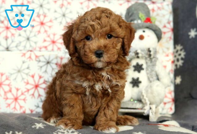 Henry Mini Poodle2 image