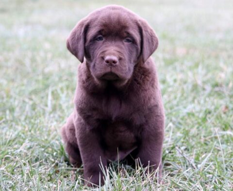 Homer Chocolate Lab