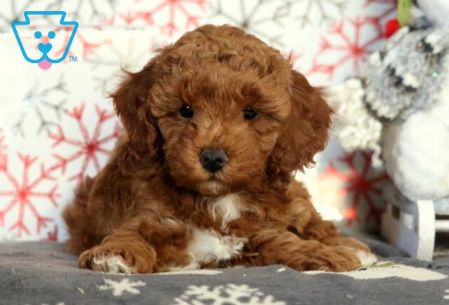 Honeybun Mini Poodle image